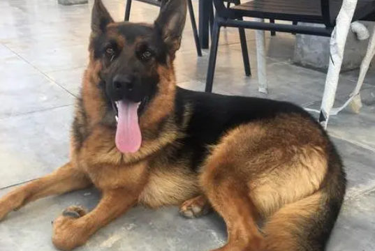 为什么德牧打不过马犬?原因是你想不到的 为什么德牧打不过马犬?原因是你想不到的