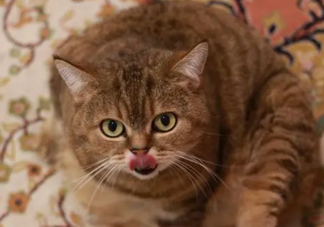 萌宠小知识：虎斑猫掉毛严重吗？