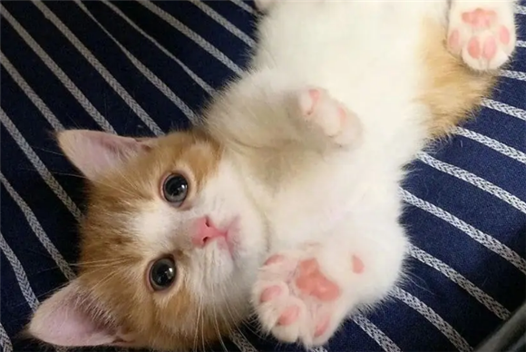 仰头猫咪大叫是为什么原因
