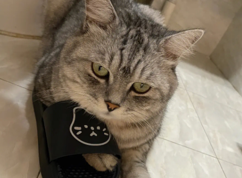 猫咪爱啃拖鞋是什么问题呢