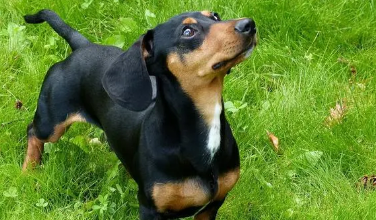 腊肠犬能吃玉米吗？吃玉米会怎么样？