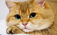 猫咪为什么越养眼睛越小