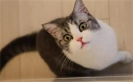 怎么判断猫早熟了