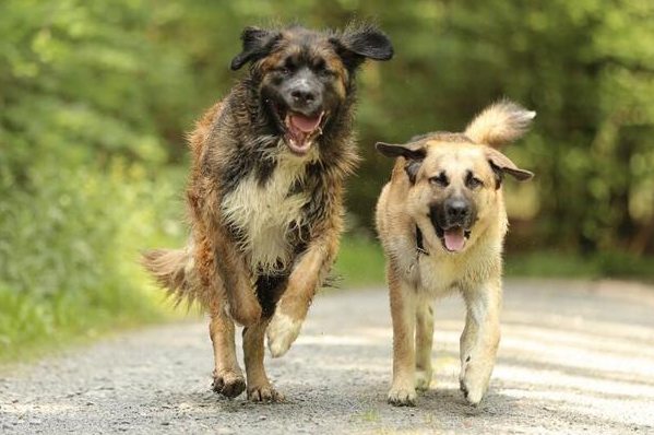 安纳托利亚牧羊犬感冒怎么办?来了解下吧 安纳托利亚牧羊犬感冒怎么办?来了解下吧