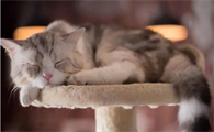 猫咪为什么都爱睡觉呢