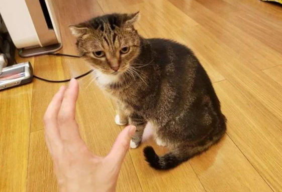 猫咪为什么会模仿主人