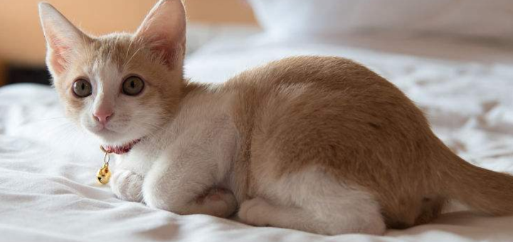 猫咪尿床的原因