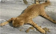 打猫打出屎尿还很凶的哈气