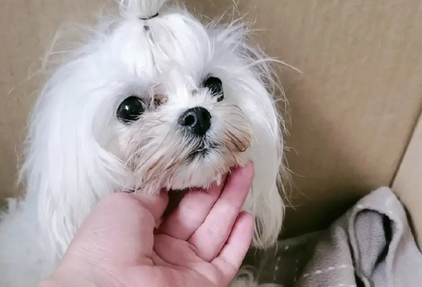 马尔济斯犬产前征兆有哪些?你们有没有了解的! 马尔济斯犬产前征兆有哪些?你们有没有了解的!