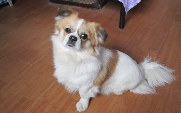 蝴蝶犬怎么分公母？主要是这三点