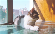为什么要向猫咪吐口水呢