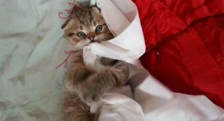 猫咪为什么咬主人的裤子