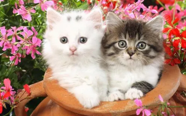 世界是围着猫打转的 世界是围着猫打转的