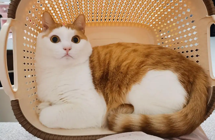 什么橘猫品相最好 什么橘猫品相最好