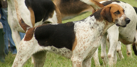 英国猎狐犬怎么美容？来了解一下？