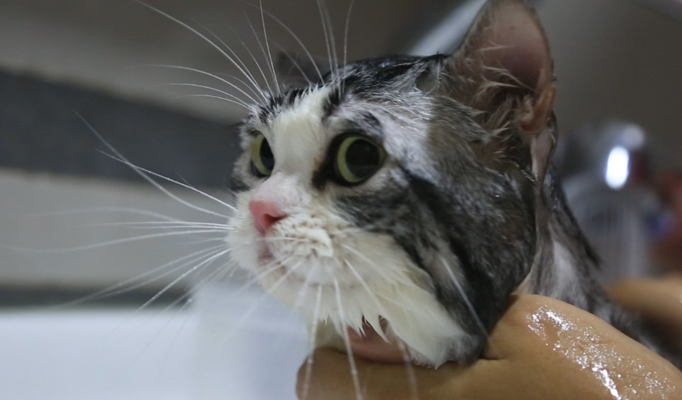 猫咪洗澡后为什么没变化的原因