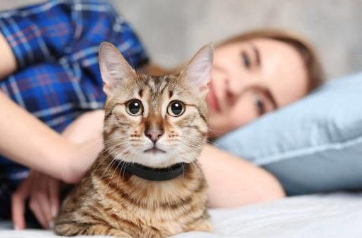 为什么有的女生特别喜欢猫