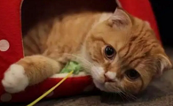 为什么宝宝喜欢猫咪的声音