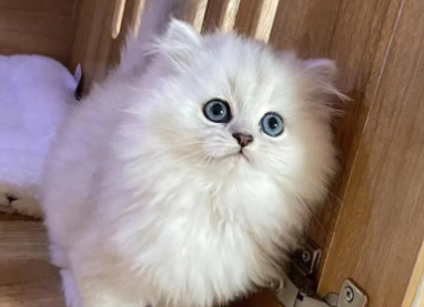 养猫须知,金吉拉可以剃毛吗? 养猫须知,金吉拉可以剃毛吗?