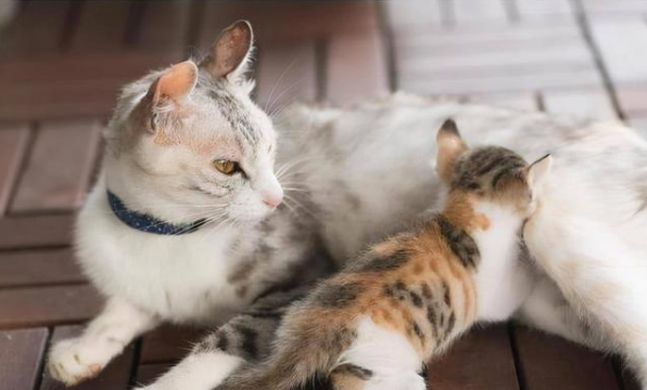 宠物猫繁殖基地