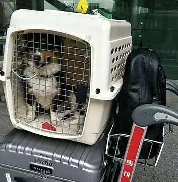 长沙哪个宠物托运公司好