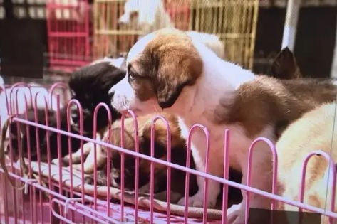 寄养幼犬多少钱