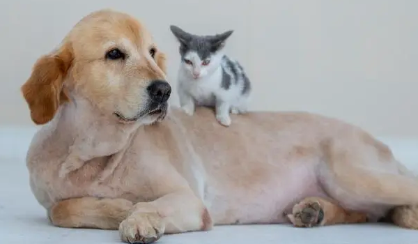 新手建议养猫还是养狗
