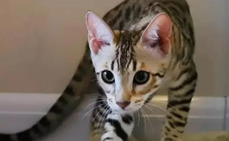 豹猫挑食怎么办?要找到原因 豹猫挑食怎么办?要找到原因