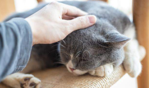 新手养猫建议什么品种 新手养猫建议什么品种