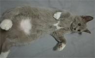 小猫能摸到脊骨但是肚子很大