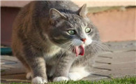 猫好像想吐吐不出来
