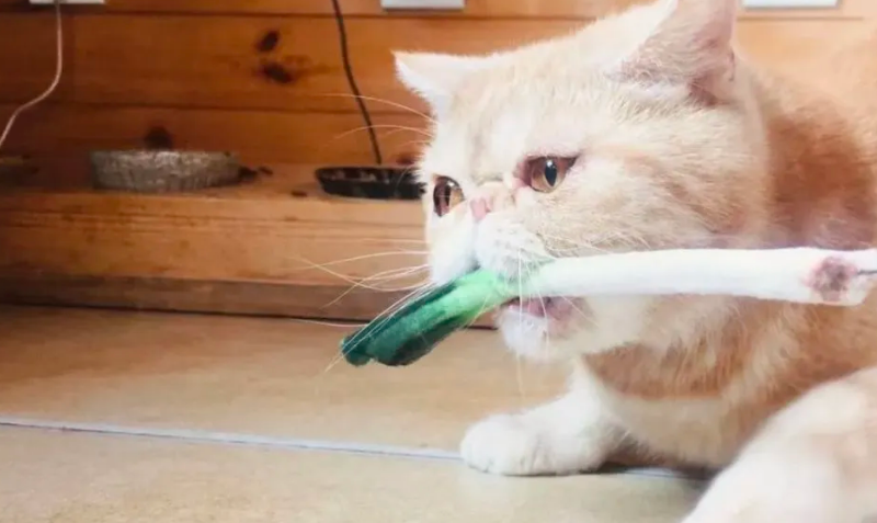 猫咪喜欢闻葱头怎么回事 猫咪喜欢闻葱头怎么回事