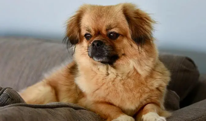 西藏猎犬拉肚子怎么办?主人应该采取以下方法。 西藏猎犬拉肚子怎么办?主人应该采取以下方法。