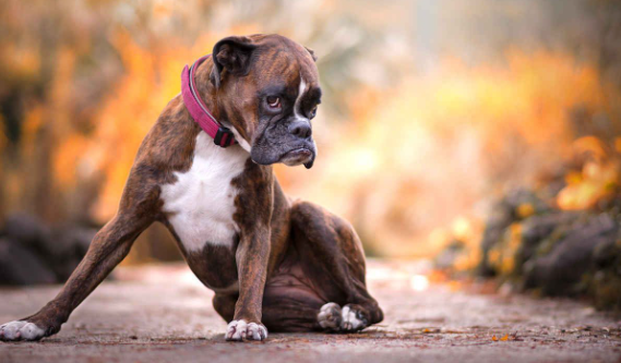 科普：拳师犬怎么训练握手？