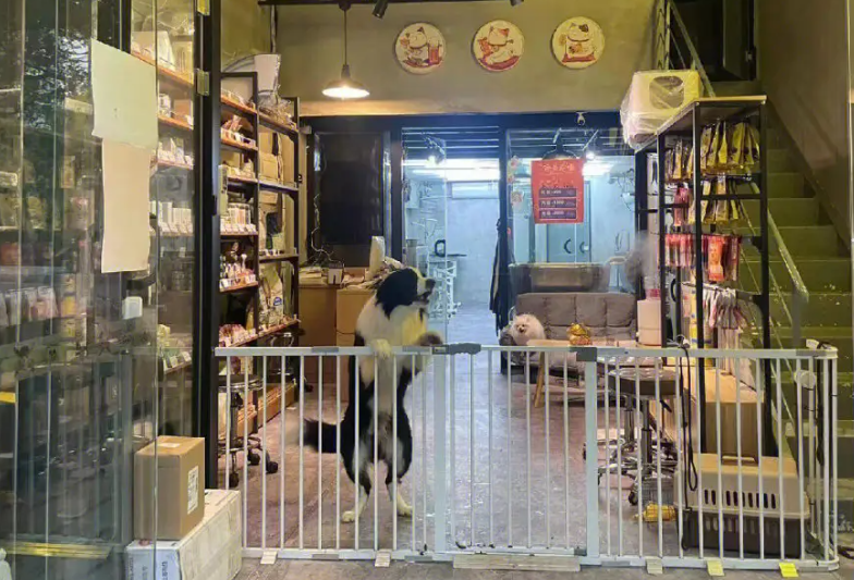 知名的宠物加盟店