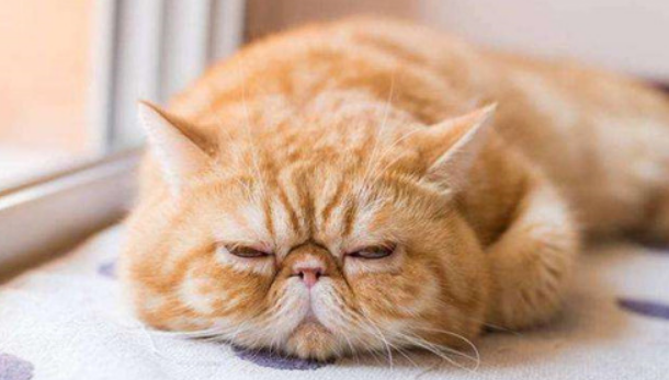 猫咪鼻子干燥没精神一直睡觉 猫咪鼻子干燥没精神一直睡觉