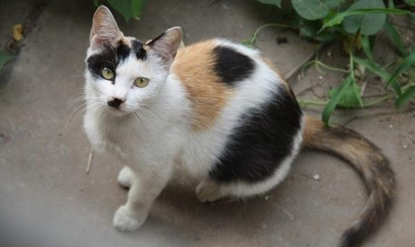为什么不建议养土猫