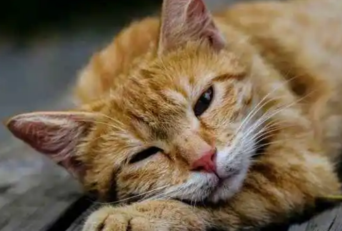 猫咪为什么喜欢孤单的地方呢