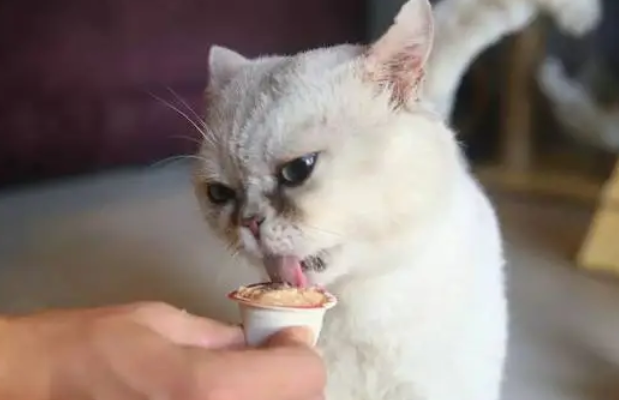 猫咪为什么不能吃苏打饼干的原因