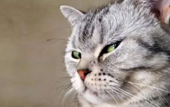猫咪为什么高冷傲慢呢怎么回事
