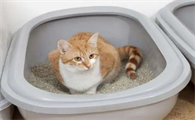 养猫需要准备的东西