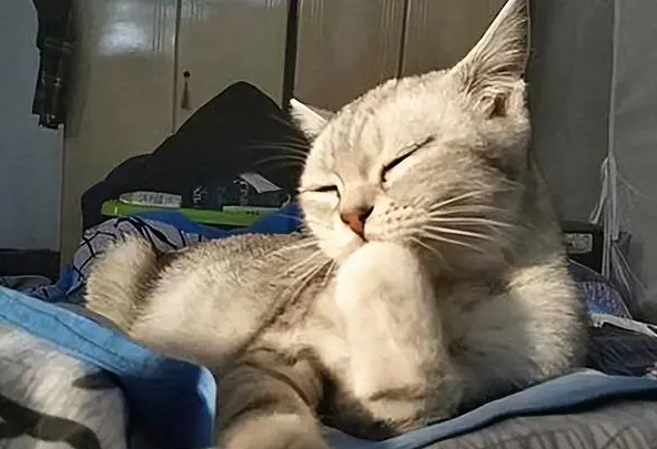 猫咪每天舔毛是为什么呢 猫咪每天舔毛是为什么呢