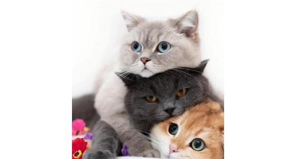 猫咪为什么是松鼠动物呢
