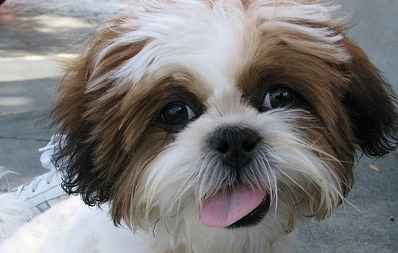 西施犬怎么预防生病？各方面都要注意