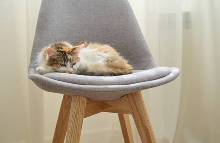猫咪为什么喜欢在椅子睡觉呢