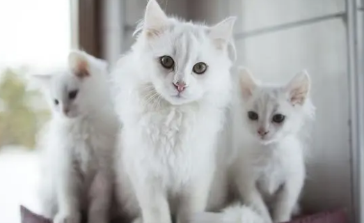 猫咪喜欢占地盘是什么原因