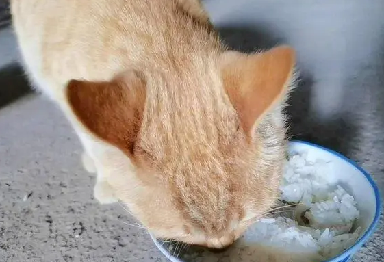 宠物猫能吃米饭吗为什么不能吃 宠物猫能吃米饭吗为什么不能吃