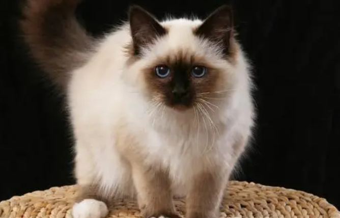 怎么帮伯曼猫接生?接生需要准备什么? 怎么帮伯曼猫接生?接生需要准备什么?