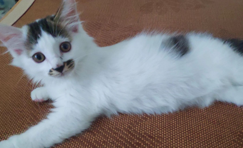 猫身上的胎记
