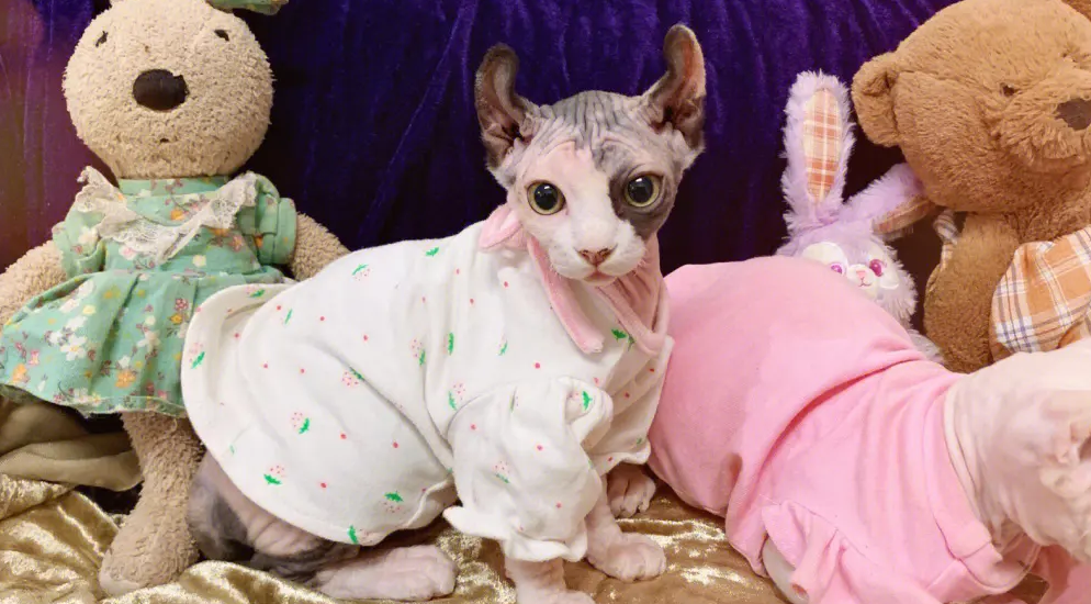 斯芬克斯猫蓝眼缺陷?这样的它你还喜欢吗? 斯芬克斯猫蓝眼缺陷?这样的它你还喜欢吗?